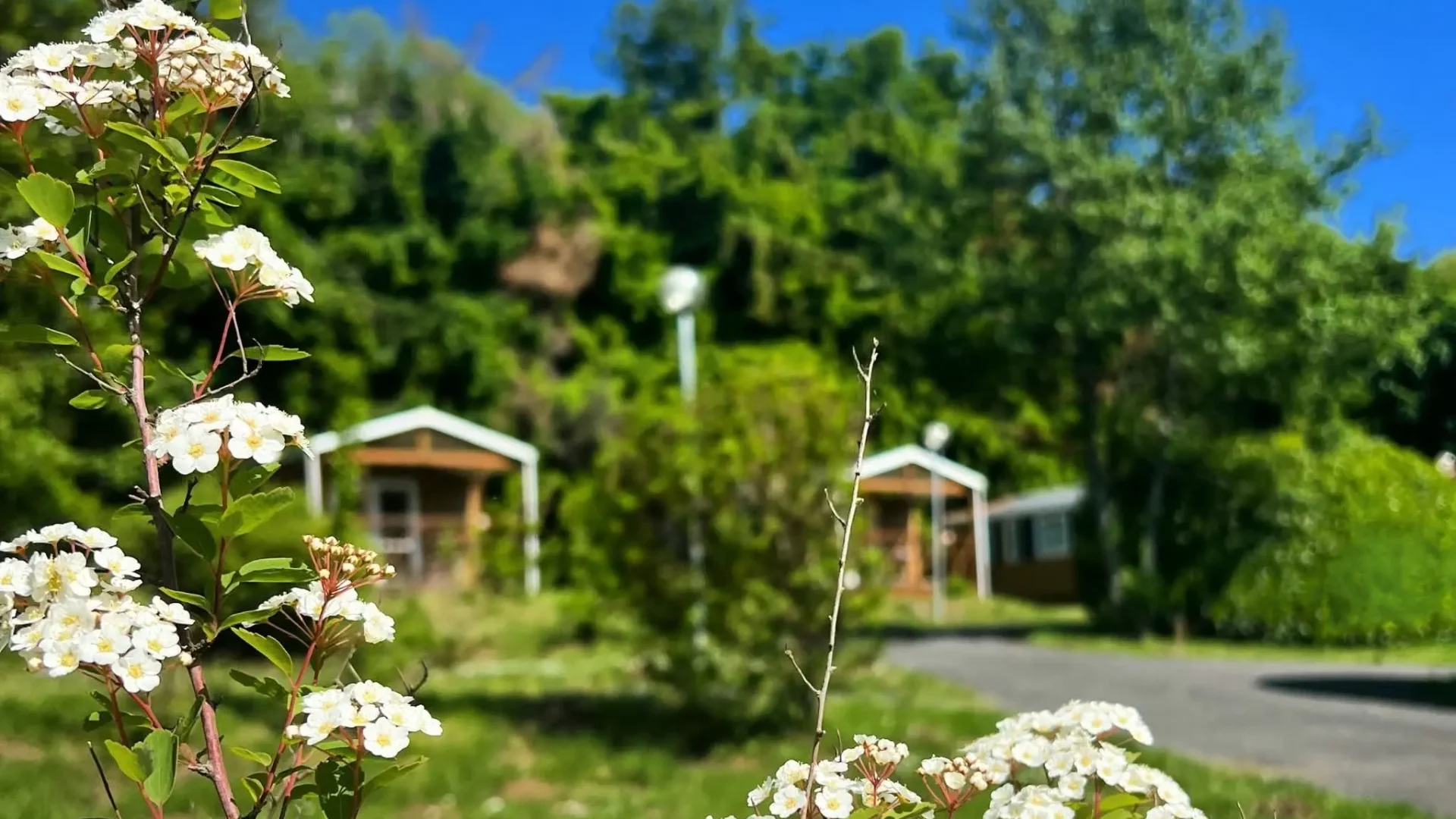 White blossoms with cabins in sunny countryside