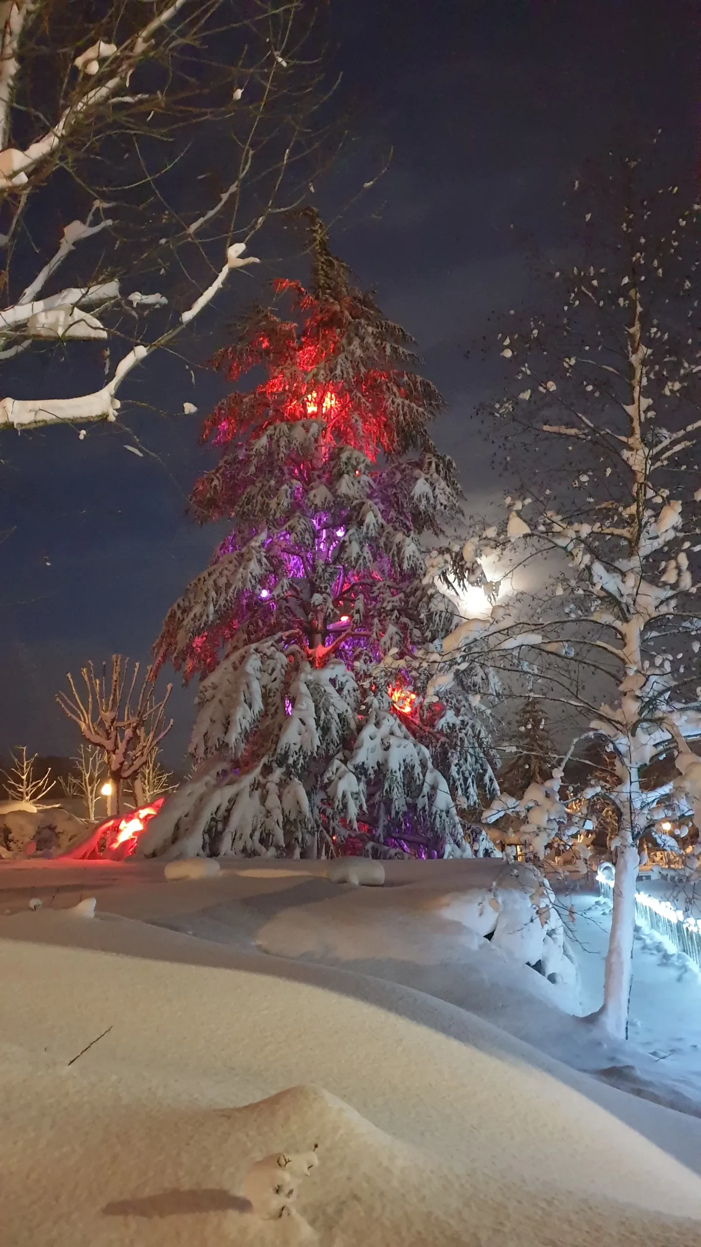 Snow-covered tree illuminated with colorful lights at night