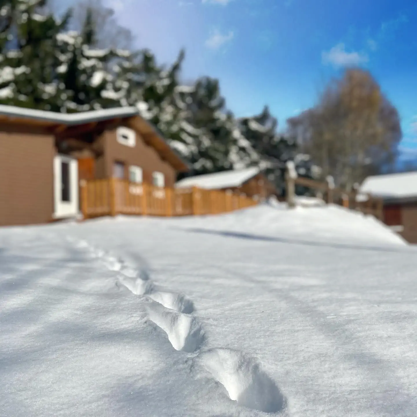 Footprints in snow leading to wooden cabins