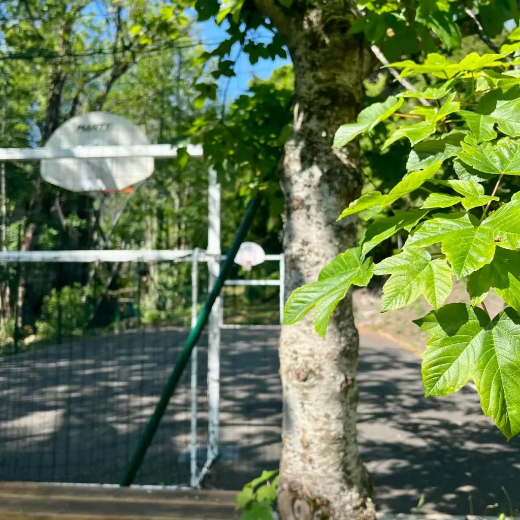 Green leaves with blurred basketball court background